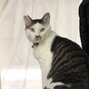 保護猫部屋かとーすたいる