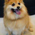 元気いっぱい！甘えん坊なベティちゃん☆推定４歳
