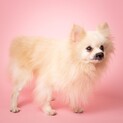 とっても優男で可愛らしいポンチくん★推定７歳