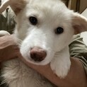 可愛い兄妹セトくんのずっとのお家を探しています