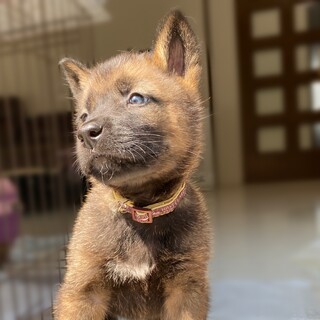 里親様決定⭐︎元気いっぱい男の子