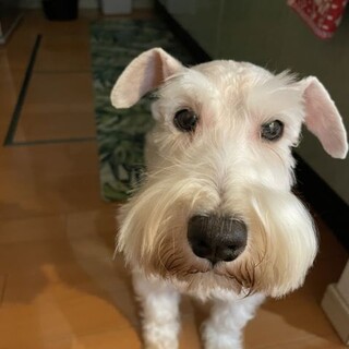 　ぷてぃちゃん　6歳