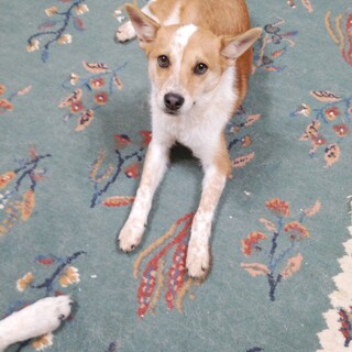 人が大好きな女の子（パティーちゃん)