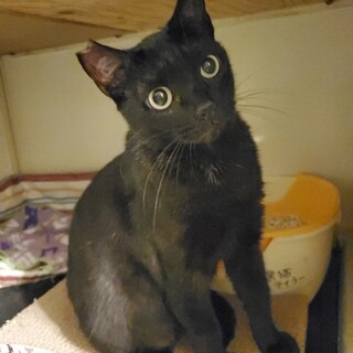 人間大好き黒猫テイラーちゃん♀️
