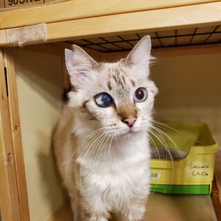 シャムMixのしんじゅチャン♀️