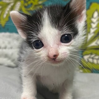 小さくてキュート♡元気いっぱいプリンちゃん