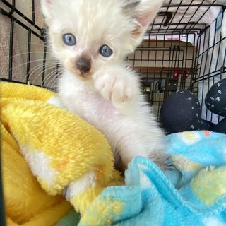 (仮名　げんき君)決定しました！