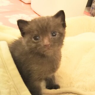 福岡市東区よりグレーの元気なイケにゃん