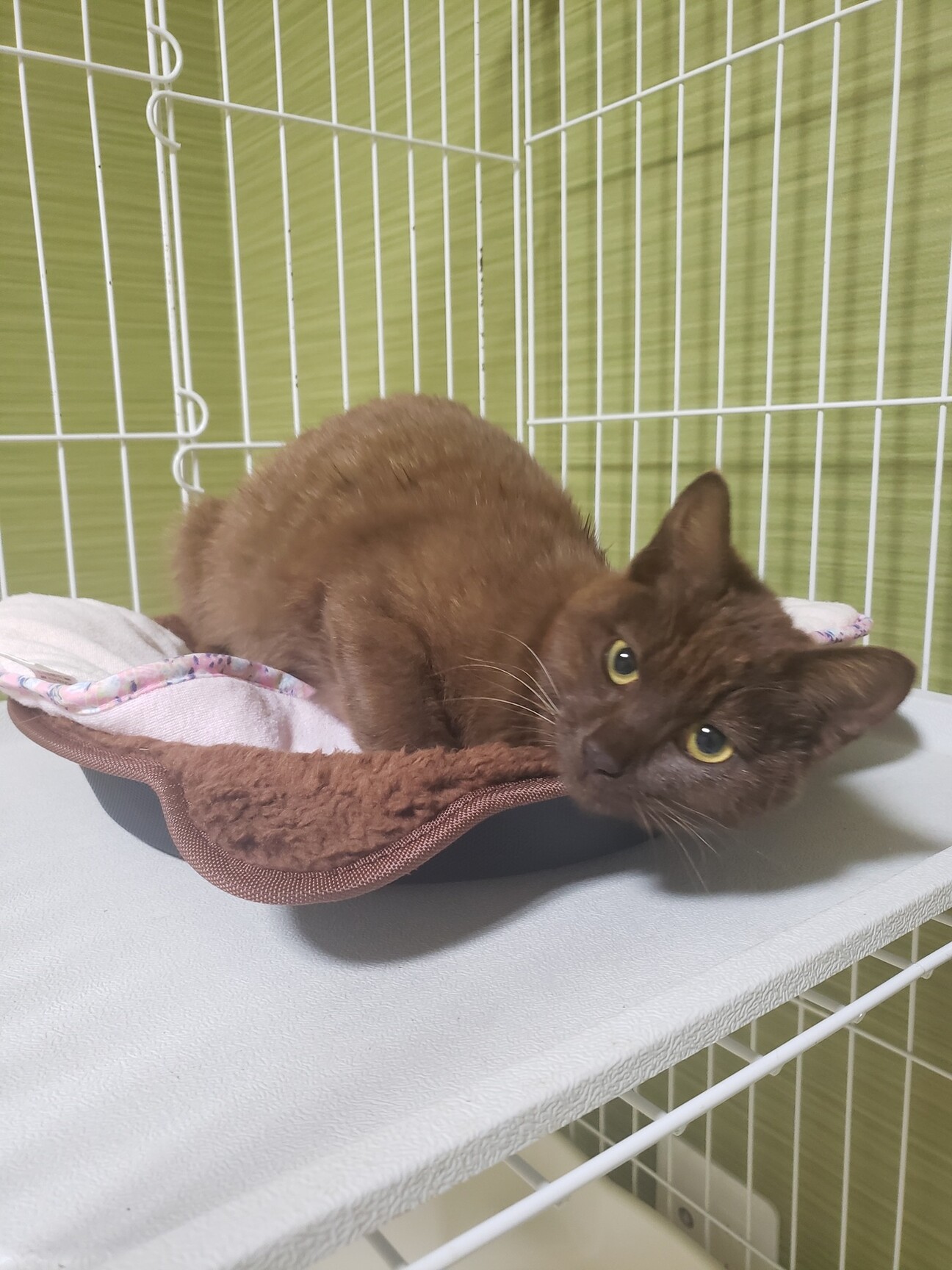 人が大好き鼻キスする 珍 大阪府 猫の里親募集 ペットのおうち 月間利用者150万人