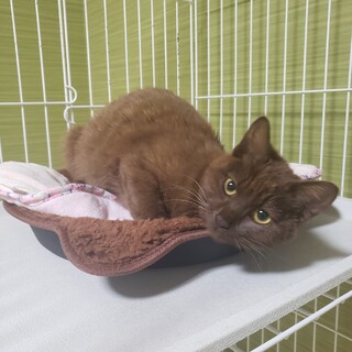 人が大好き鼻キスする　珍しい茶色のブランちゃん！