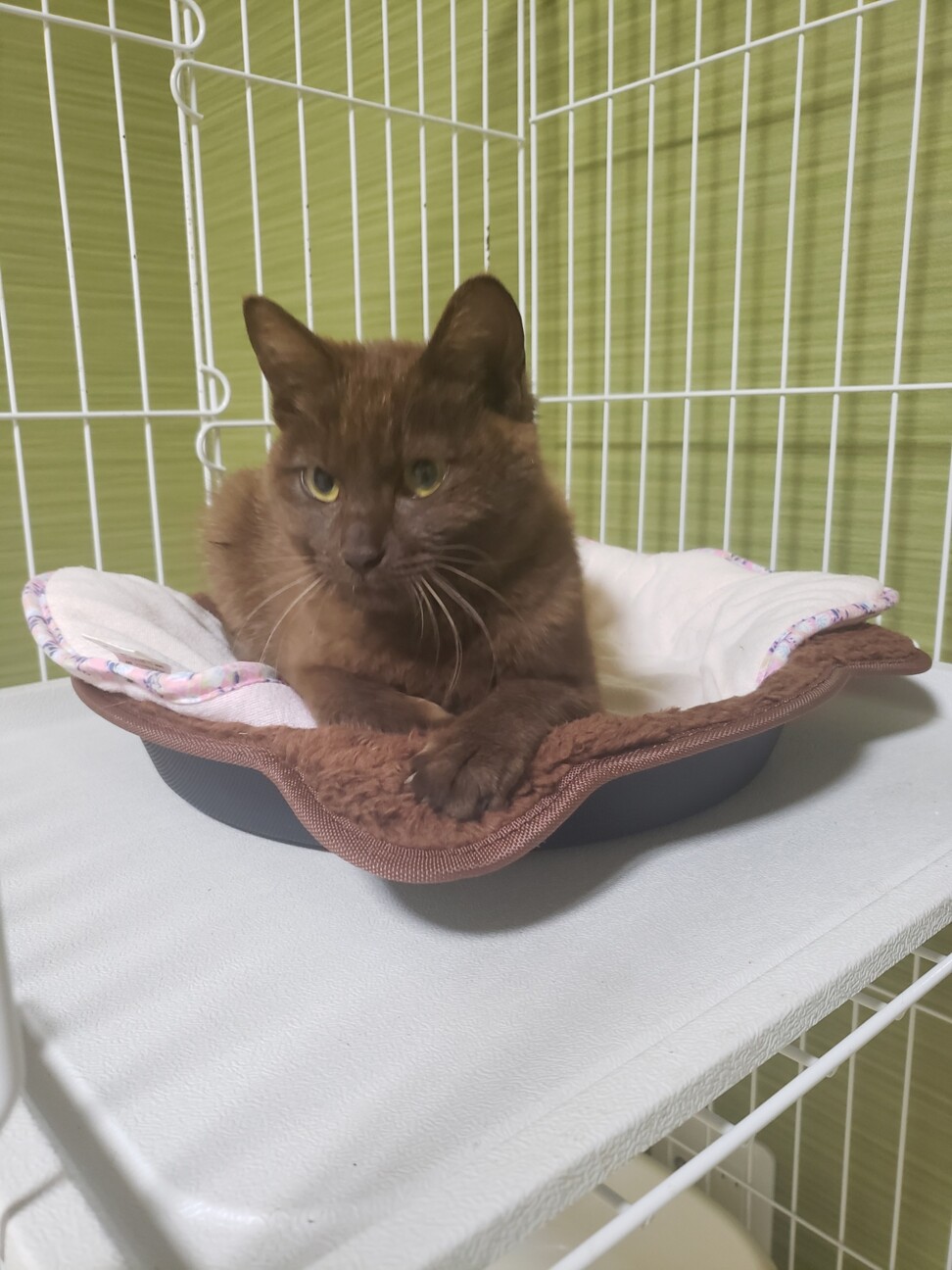 人が大好き鼻キスする 珍 大阪府 猫の里親募集 ペットのおうち 月間利用者150万人