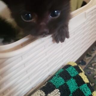 可愛い！中長毛子熊ちゃん・カワウソちゃん兄妹の子猫