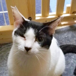 アクティブ牛柄女子ෆ⃛むぎちゃん