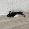 もろてぃ