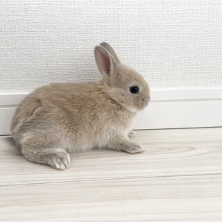 【ネザーランドドワーフ】4/21生まれ