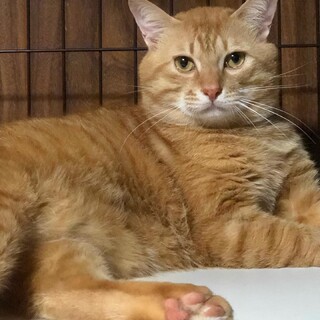 デカさが魅了茶トラオス