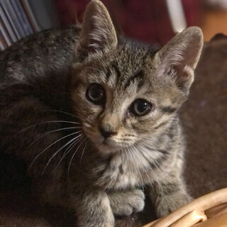 2ヶ月子猫
