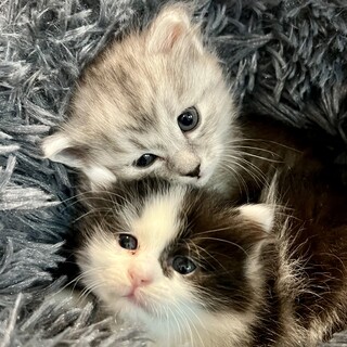 【お見合い随時】長毛美人ママとふわもこ子猫◎３匹で