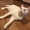 ラム
