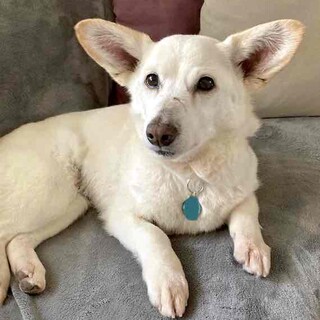 元気で明るい甘えん坊短足女子ロクサーヌ