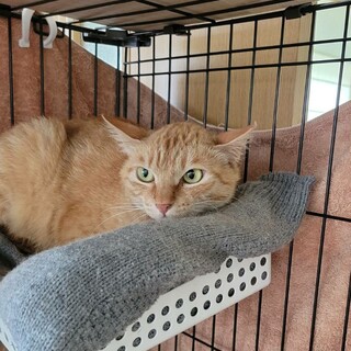 ちょっと珍しい茶トラ♀メスの茶々ちゃん