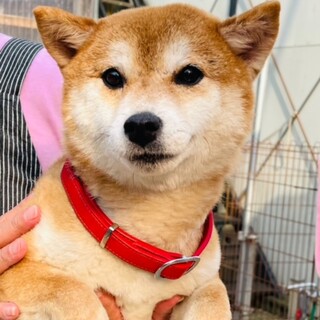 21-W903　豆柴・とっても良い子です♪