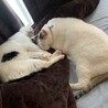 いとみな