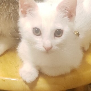 超元気なちびチビにゃん、白猫ミルクちゃん！