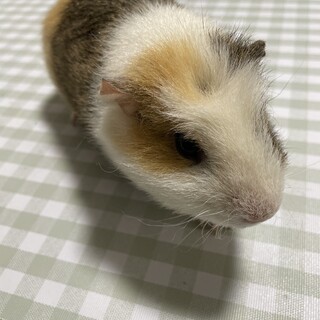 テディベアモルモットの女の子