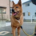 急募　中型雑種　アブ君