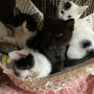 拾得物で届けられた子猫♡♡里親さん決定しました