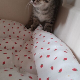 ヨチヨチ歩き出した生後１か月の男の子①