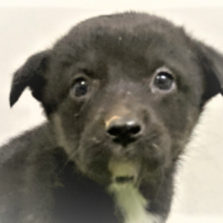 122 ◆可愛い子犬◆家族に迎えませんか？