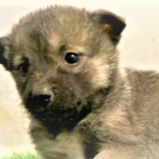 124◆可愛い子犬◆家族に迎えませんか？