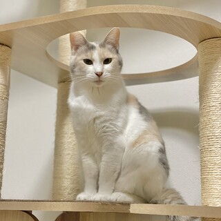 気高いパステル三毛　4歳