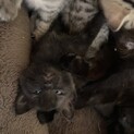 やんちゃな子猫です！