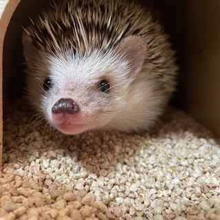 里親募集　ハリネズミの女の子です