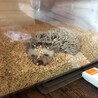 里親募集　ハリネズミの女の子です サムネイル3