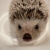 里親募集　ハリネズミの女の子です サムネイル4