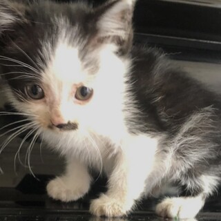 里親さま決まりました☆