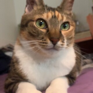 5/29荒川譲渡会　個別お見合い可4歳　しいちゃん