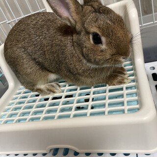 ネザーランドドワーフ♡