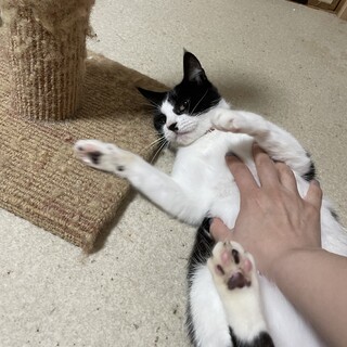 ひとなっこい白黒ハチワレちゃん