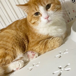 物静かな子です♡ピノくん