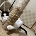 白黒ハチワレ美人さん