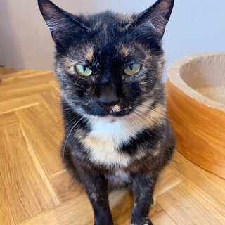 美しく品のある【紫式部】