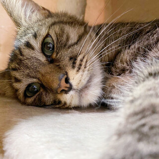 とっても甘えん坊な｢タイガーくん｣