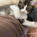 ルックスも性格も可愛いキジ白子猫のルウ！