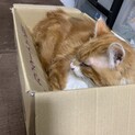 茶トラ、スコティッシュ雑種