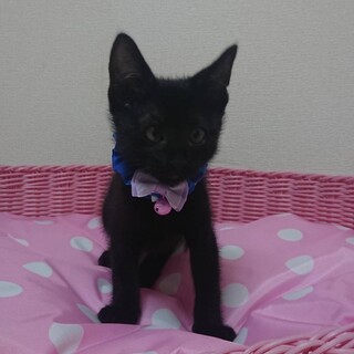 くりくりお目目が可愛い黒猫子猫の鳴門！